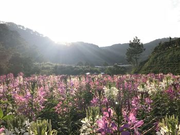 Purple flowering plants on field against sky