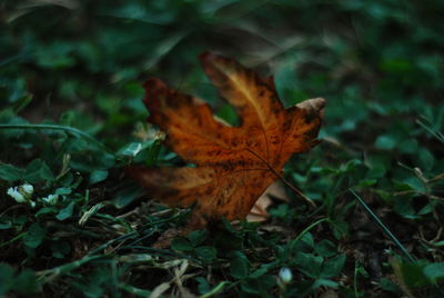 Close-up of dry maple leaf on land