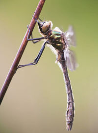 Close-up of insect on plant