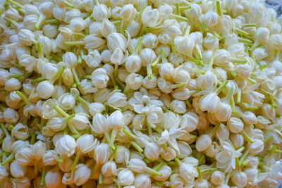 Full frame shot of white flowering plants