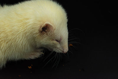 Adorable ablino pet ferret feeding against black background with copy space