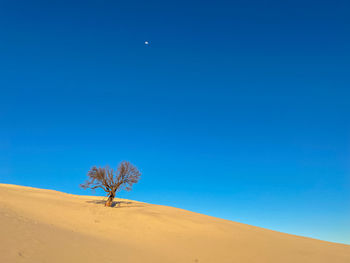 Scenic view of desert against clear blue sky