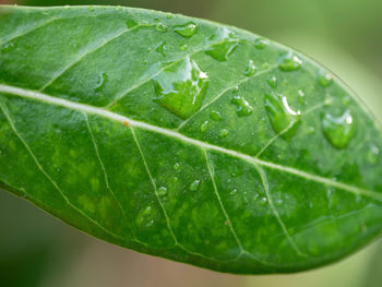 Close-up of raindrops on leaves