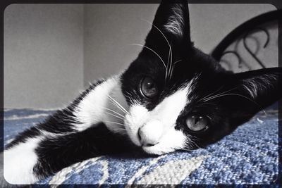 Close-up portrait of cat