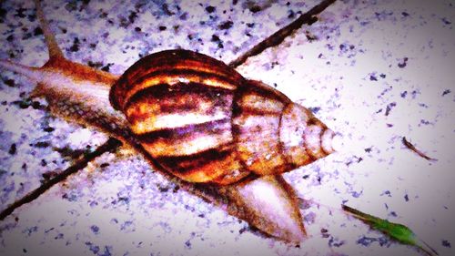 Close-up of animal shell