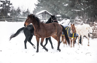 Horses in a field