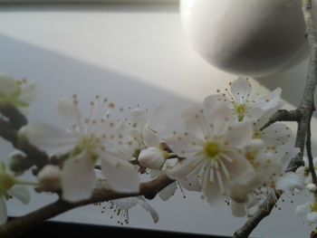 Close-up of white flowers