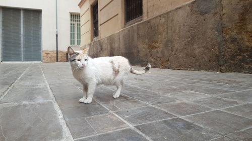 Cat standing on tiled floor against building