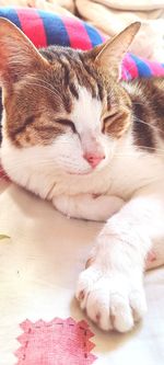 Close-up of cat sleeping on bed