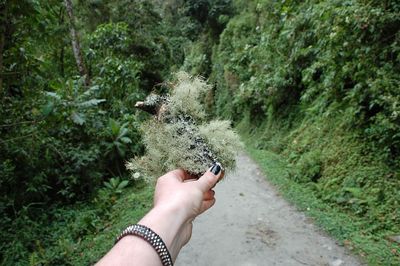 Cropped hand of woman holding plant against trees