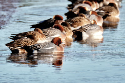 Ducks swimming in lake