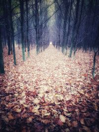 Bare trees in forest during autumn