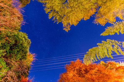 Low angle view of trees against clear blue sky