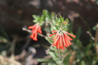Close-up of red flower