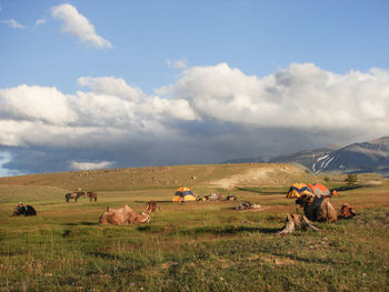 Sheep in a field against sky