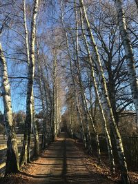 Bare trees in forest against clear sky