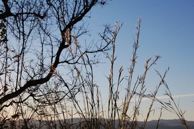 Low angle view of bare tree against clear sky