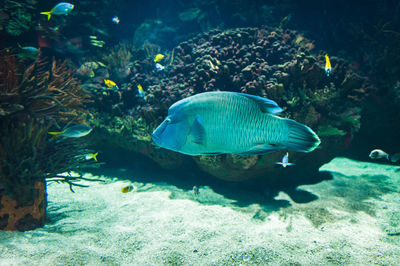 Fish swimming in sea