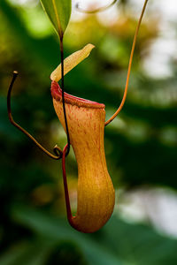 Close-up of fruit on plant