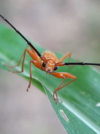 Close-up of insect on leaf