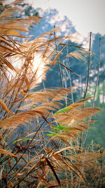 Close-up of plants by sea against sky