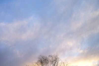 Low angle view of bare tree against sky