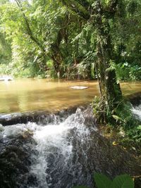 Scenic view of waterfall in forest