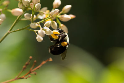 Close-up of bumble bee pollinating on flower bud