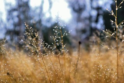 Close-up of wet plants during winter