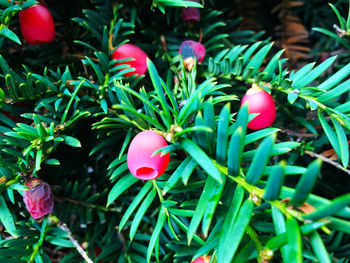 Close-up of red berries on plant