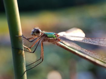 Close-up of dragonfly on plant