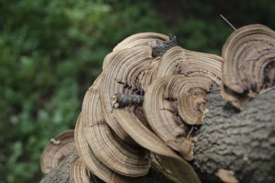 Close-up of shells on tree trunk