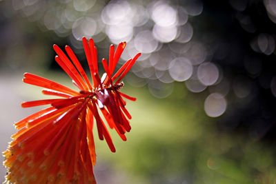 Close-up of red flowers