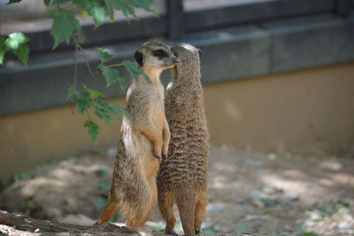 Meerkat standing in zoo