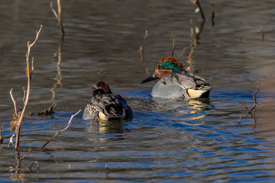 View of ducks swimming in lake