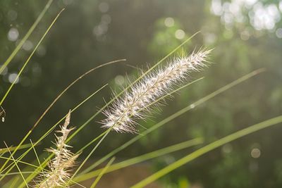 Close-up of spider web on plant