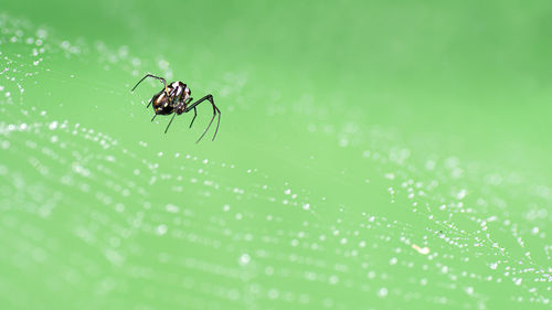 Close-up of spider