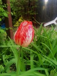 Close-up of red flower blooming outdoors