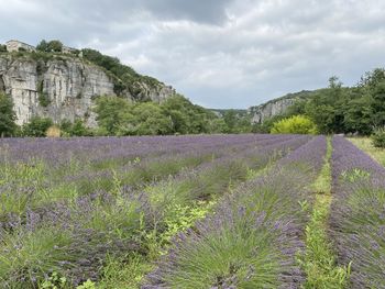 Scenic view of landscape, lavender field in southern france, against sky