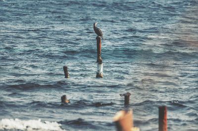Low section of person swimming in sea