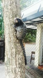 Close-up of bird perching on tree