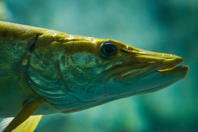 Close-up of fish