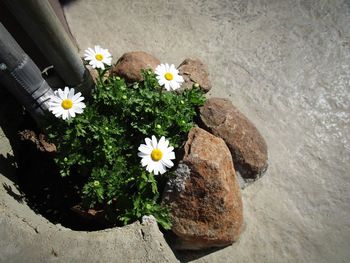 Close-up of white flowers blooming outdoors
