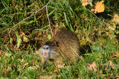 View of squirrel on field