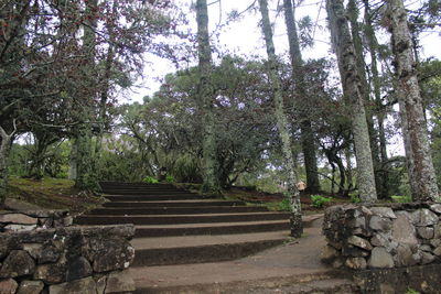 Footpath amidst trees in forest