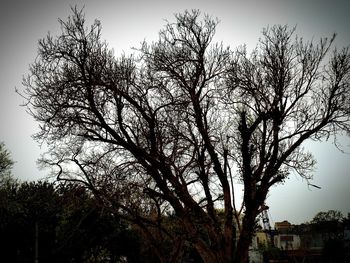 Low angle view of bare trees against sky