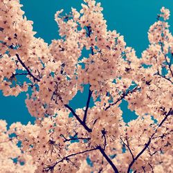 Low angle view of cherry blossoms against sky