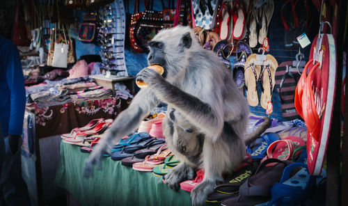 Close-up of clothes hanging at market stall