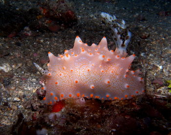 Close-up of coral in sea