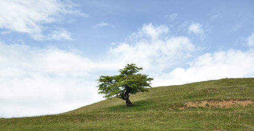 Scenic view of grassy field against cloudy sky